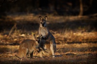 Klokan rudokrky - Macropus rufogriseus - Bennett's wallaby 6550